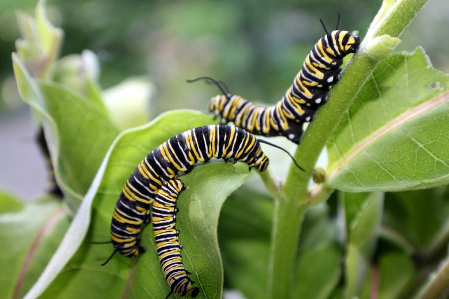 Three Monarch Caterpillars Eating Milkweed