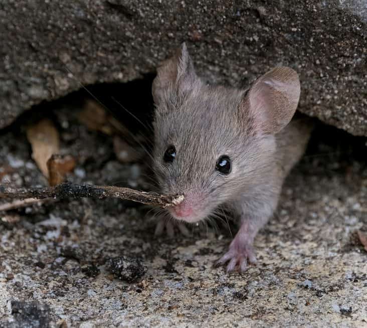 How Do Field Mice Get in Your House? BeatPests