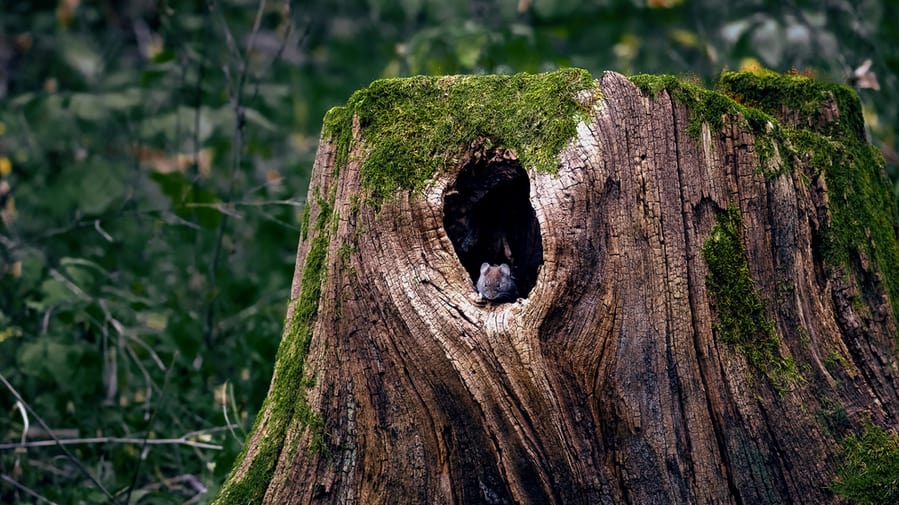 Through Tree Extensions