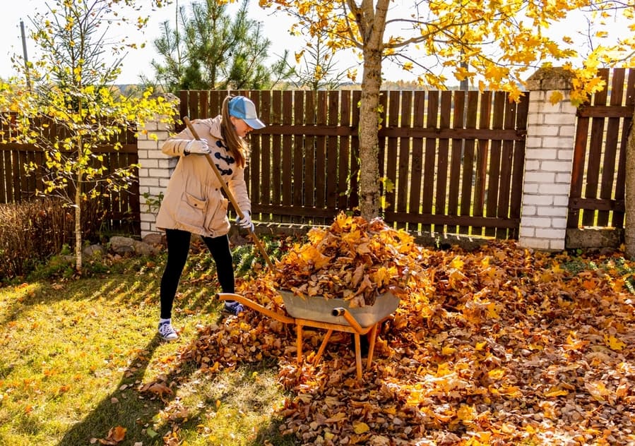 Throwing While Cleaning Fallen Maple Autumn Leaves In The Garden.