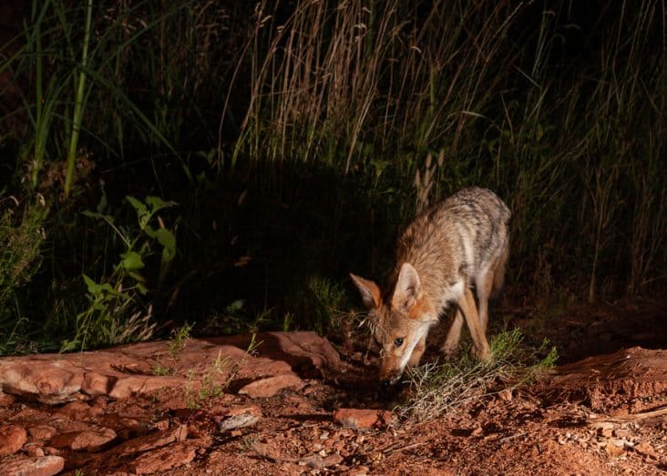 What Do Coyotes Sound Like at Night? | BeatPests