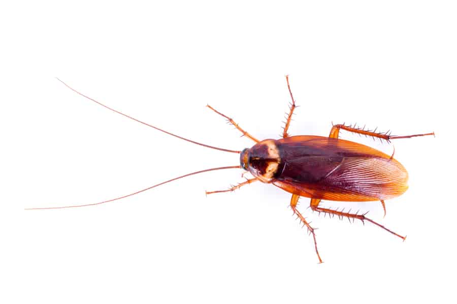 Tips For Moving Without Bringing Roaches With You