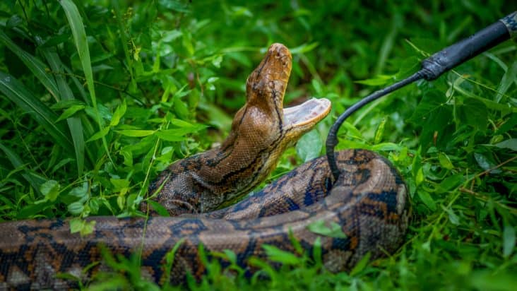 How To Catch a Snake in a Trap | BeatPests