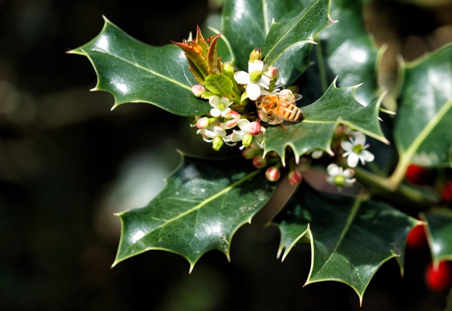 Tips To Keep Bees Away From Holly Bushes