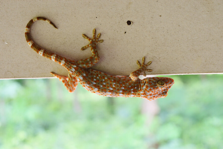 Tokay Gecko With Curved Tail On Gray Wall