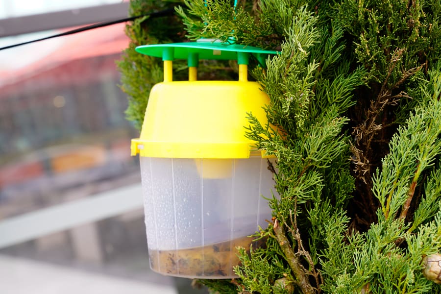 Trap Full Of Dead Insects Hanging From Garden Tree