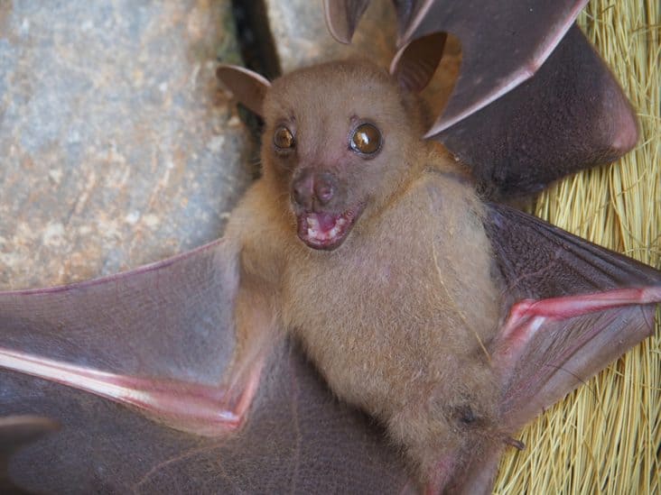 How To Get a Bat Out of Your House BeatPests