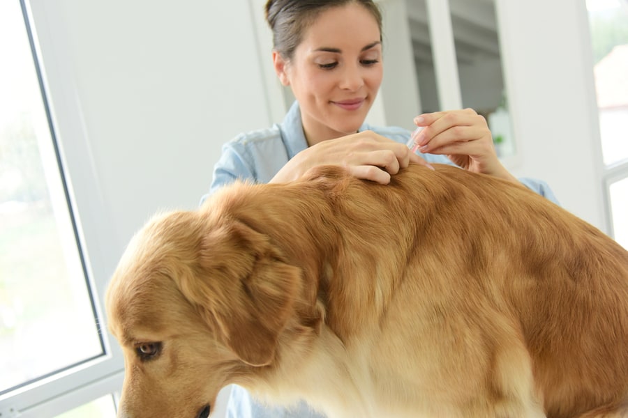 Treat Pets For Fleas And Ticks
