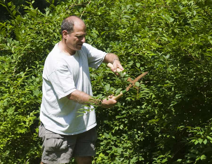 Trim Overgrown Bushes