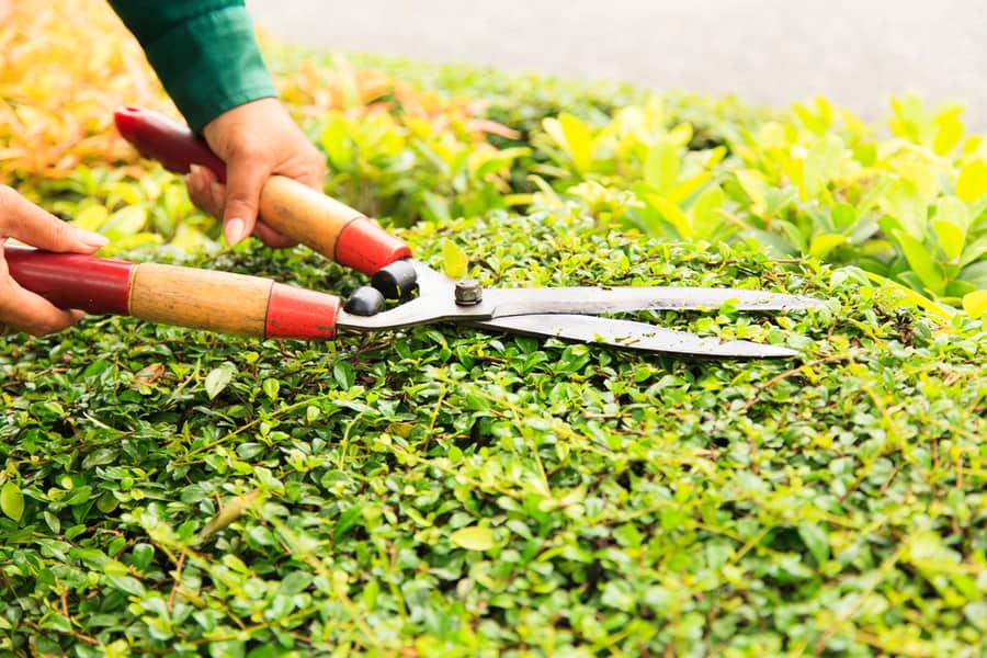 Trim Your Hedges