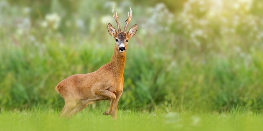 Types Of Deer Repellent