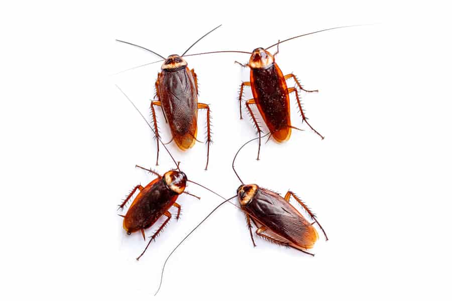 Unmistakable Signs Roaches Are In Your Home