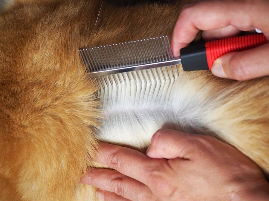 Use A Flea Comb