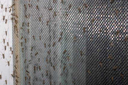 7 Ways To Keep Bugs Out of Sliding Glass Doors | BeatPests