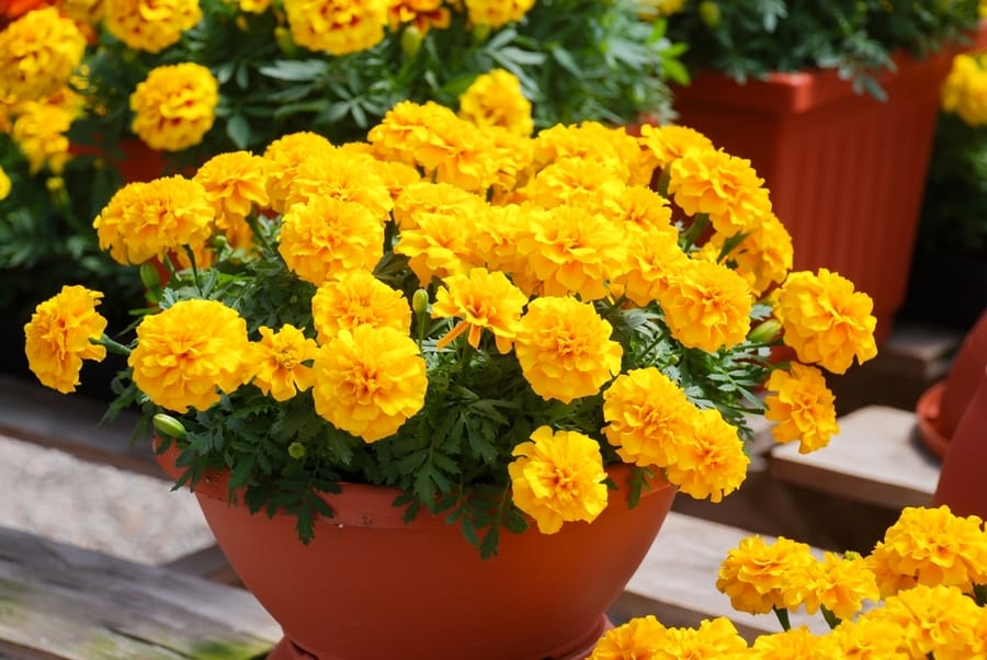 Use Plants/Herbs (Marigold)