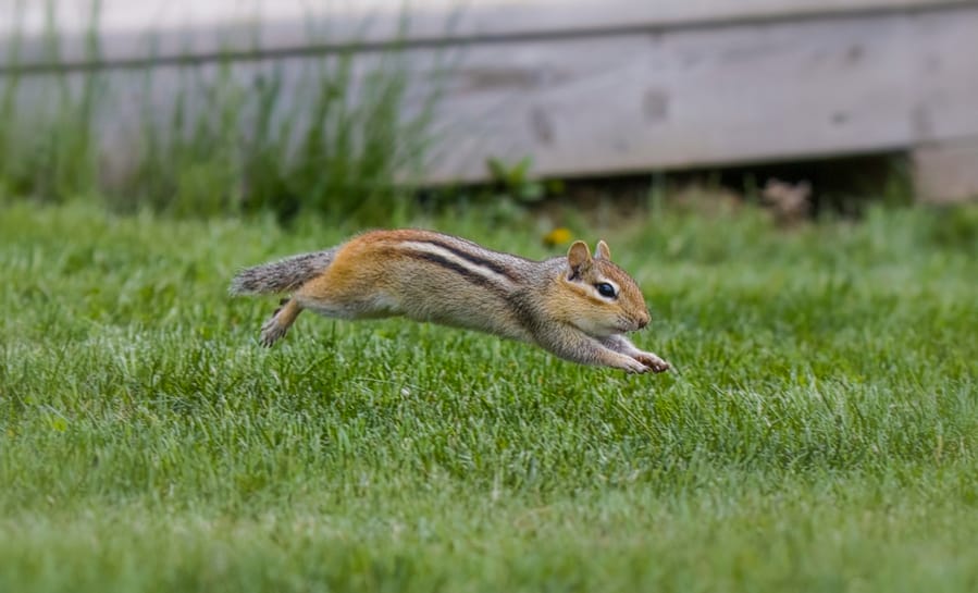 Use What Chipmunks Hate To Your Advantage