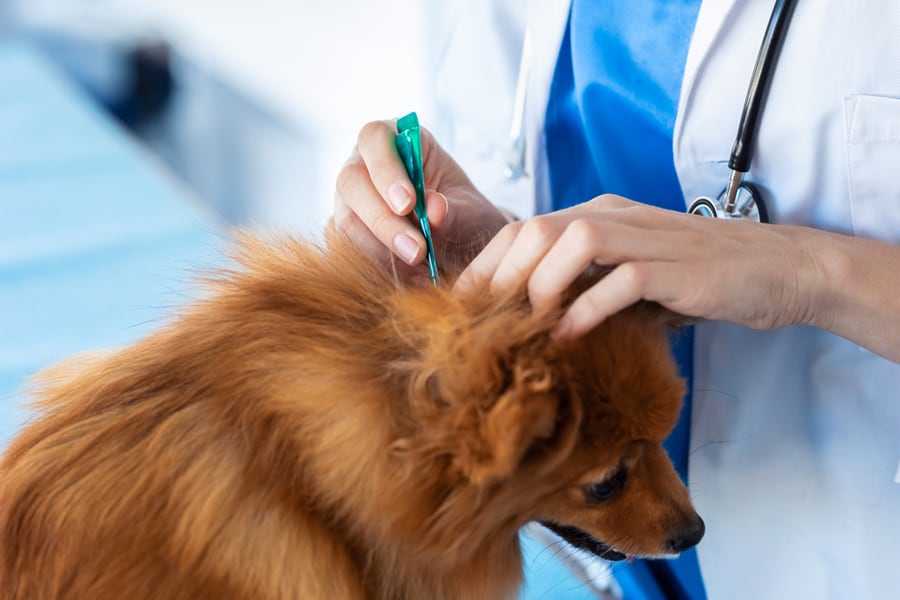 Veterinarian Woman Examining Dog While Putting A Flea Pipette