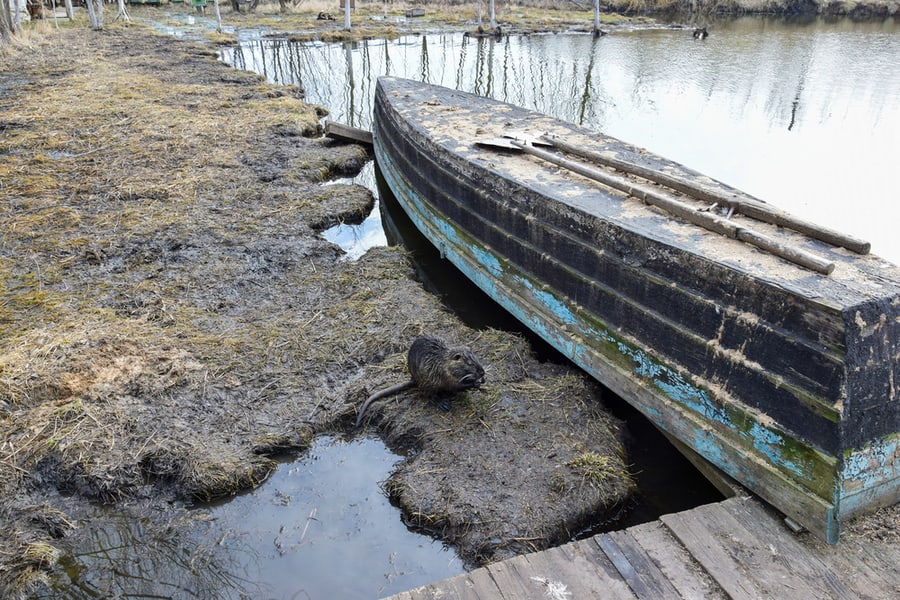 View Of An Overturned Boat And Muskrats Near The Reservoir.