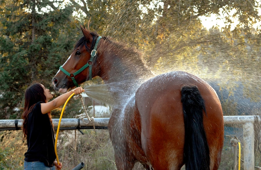 Wash Your Horse