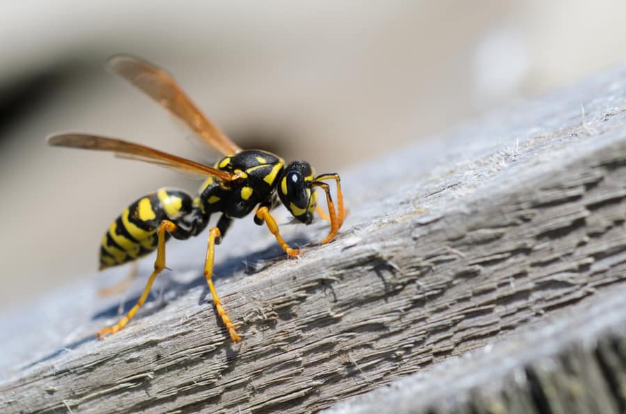 Wasp On Wood