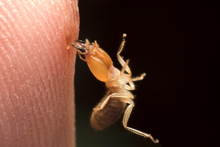 Ways A Termite Bite Looks Like
