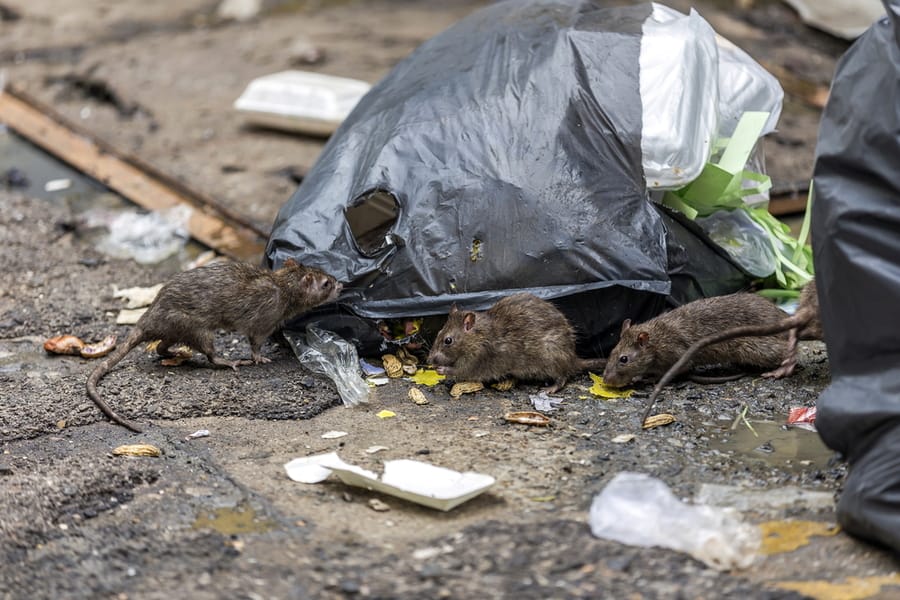 Ways To Deter Rats From Your Garbage