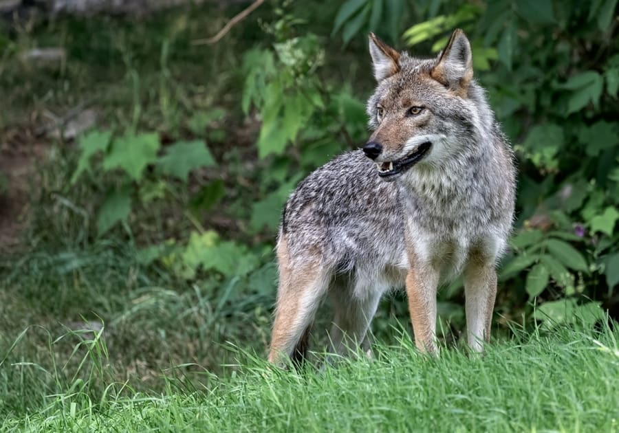 Ways To Get Rid Of Coyotes In Tn
