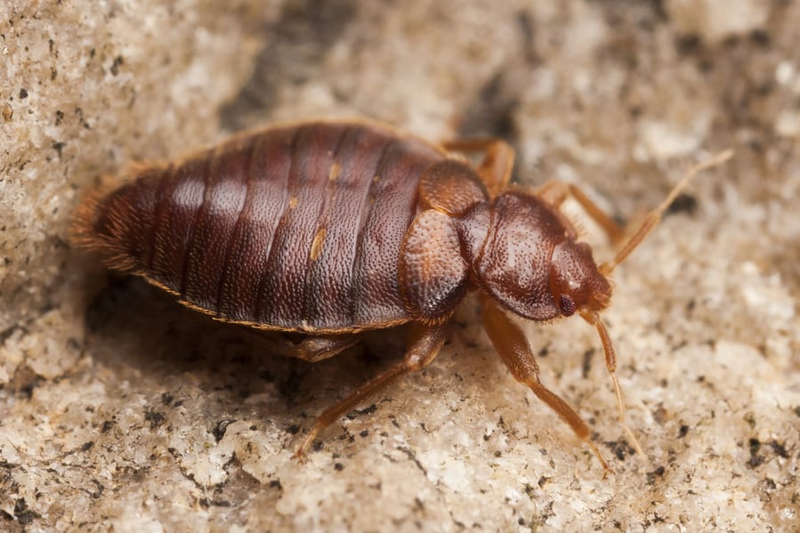 Ways To Get Rid Of Roaches And Bed Bugs