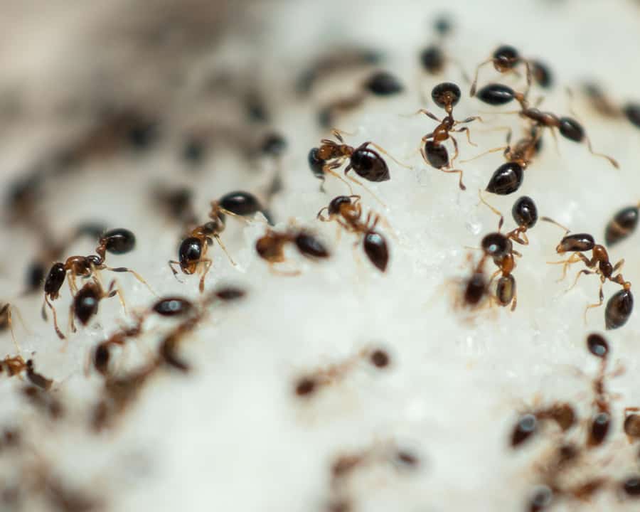 Ways To Get Rid Of Sugar Ants