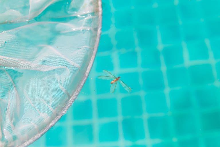 How To Keep Bugs Out Of Baby Pool