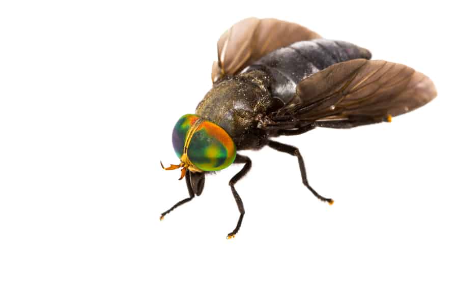 Ways To Keep Horse Flies Away At The Beach