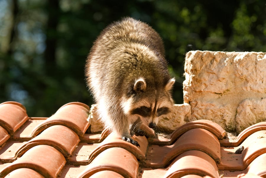 Ways To Keep Raccoons Off Your Roof