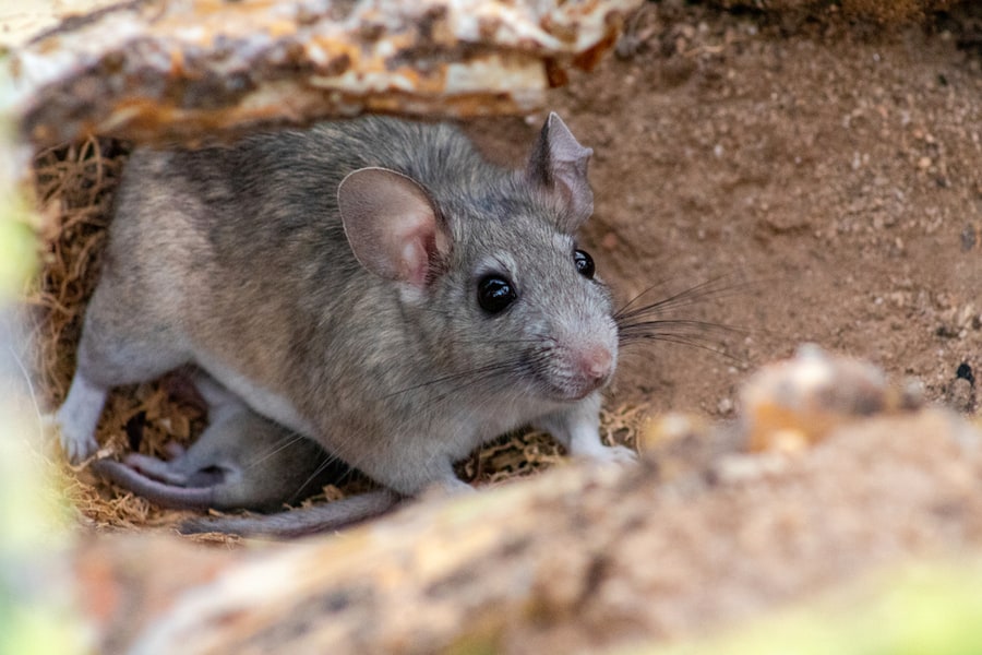 Ways To Keep Rats Out Of Wood Pile