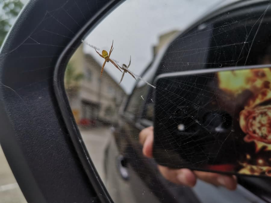 Ways To Keep Spiders Out Of Car Mirrors