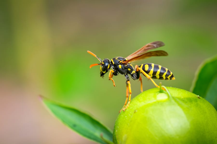 Ways To Keep Wasps Away