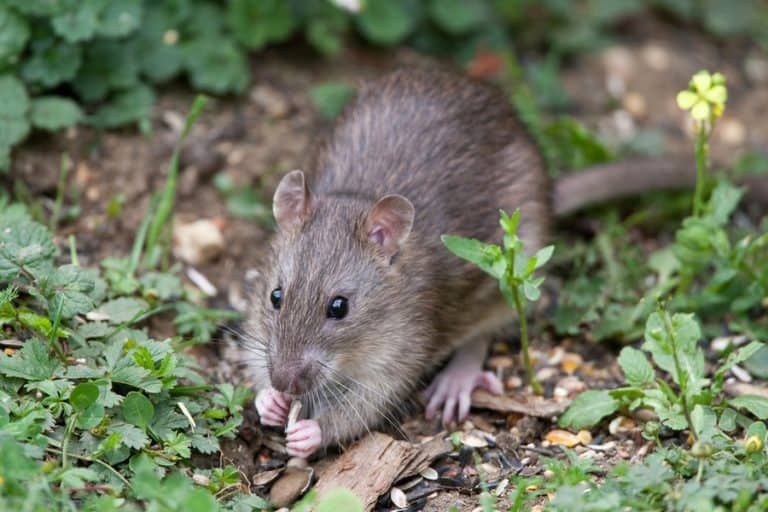 How To Keep Rats Away From Tomato Plants BeatPests