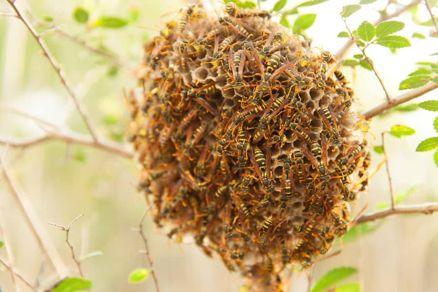 Ways To Remove Bees From Nest