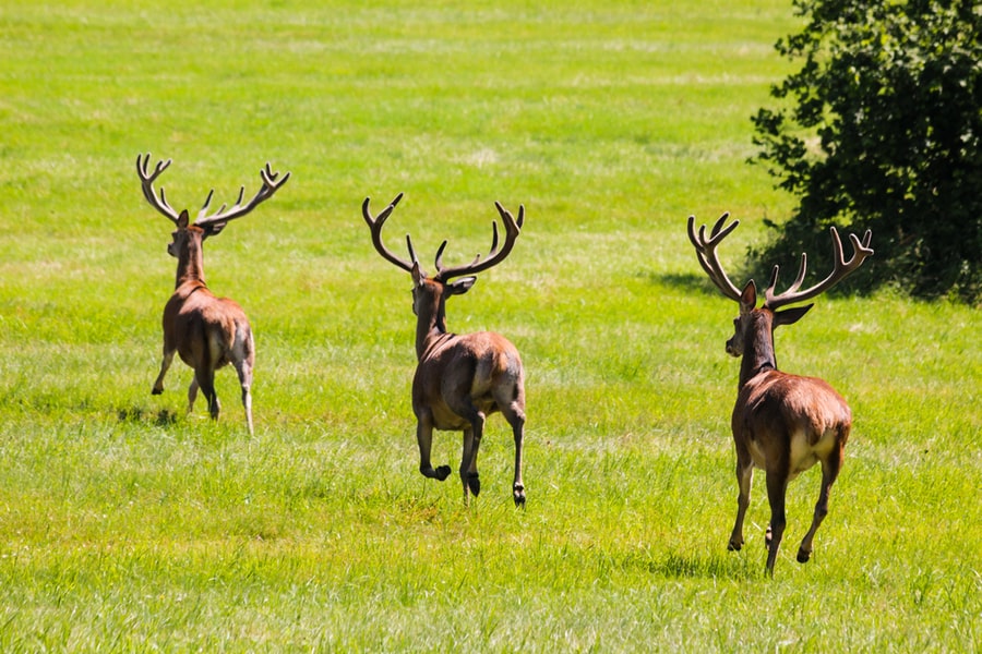 Ways To Scare Deer Away