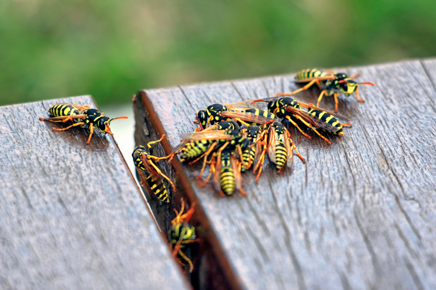 Ways You Can Repel Wasps From Your Deck
