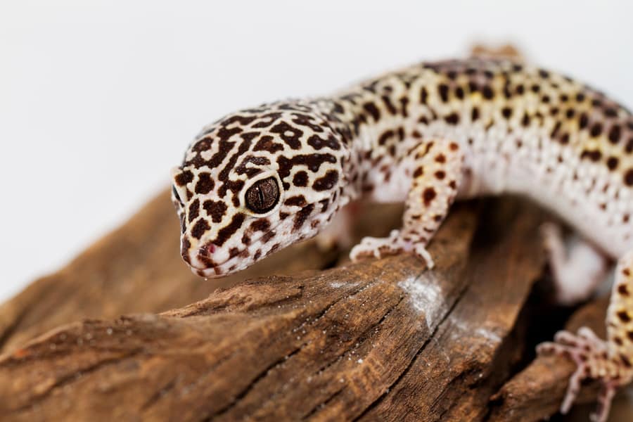 Ways You Can Trap A Gecko