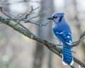 What Are Blue Jays Afraid Of?