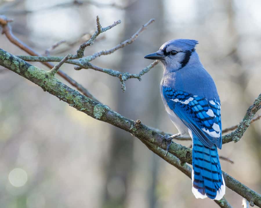What Are Blue Jays Afraid Of?