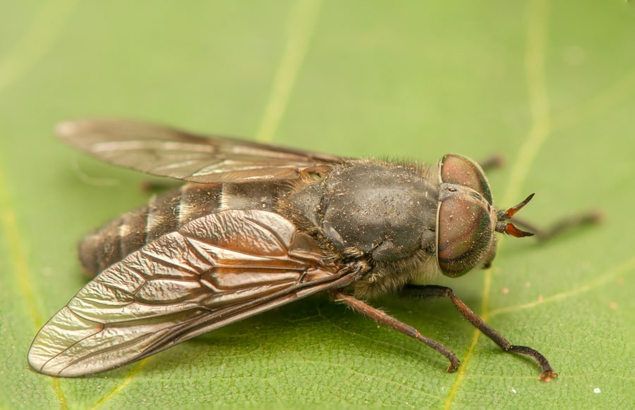 What Are Horse Flies?
