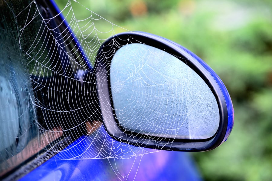 What Attracts Spiders To Car Mirrors