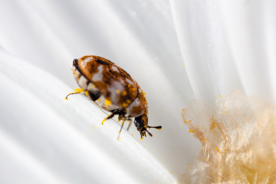 What Do Carpet Beetles Look Like?