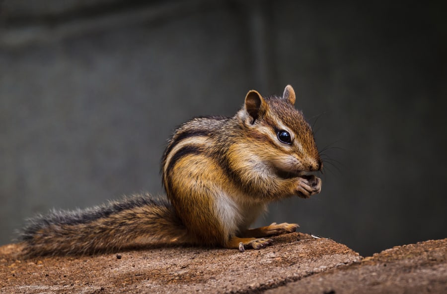 What Do Chipmunks Hate?