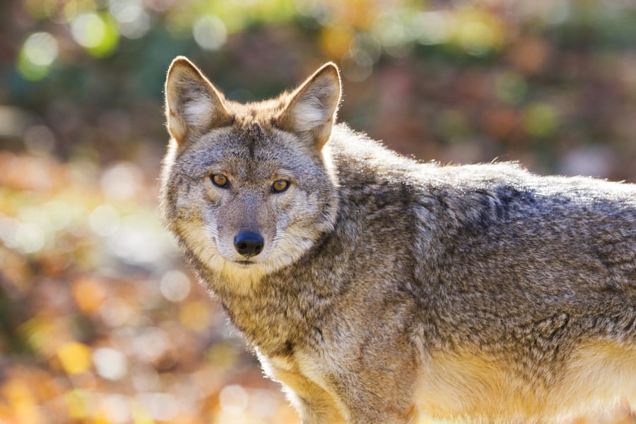 What Do Coyotes Sound Like At Night?