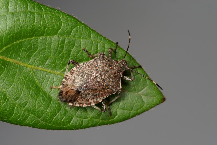 What Do Stink Bugs Look Like?