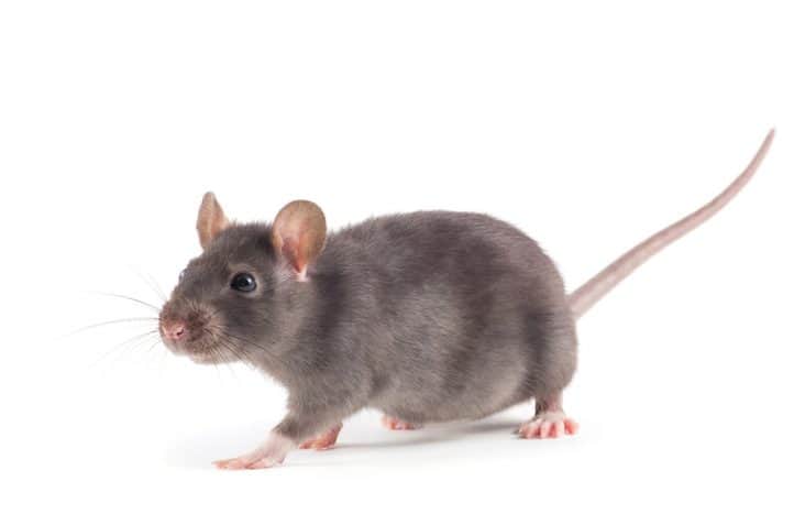 How Do Field Mice Get in Your House? | BeatPests