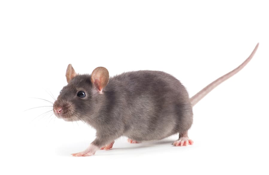 What Does A Field Mice Look Like?